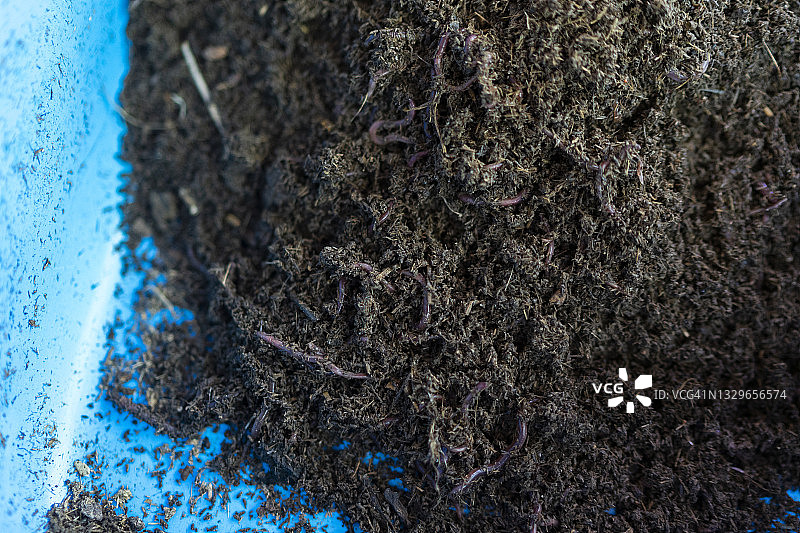 蚯蚓有机肥农业用图片素材