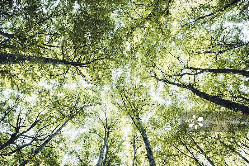 从森林地面看到的树顶 - 艺术视角图片素材