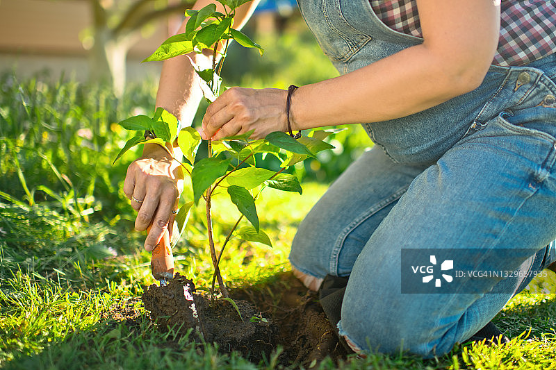 孕妇种树图片素材