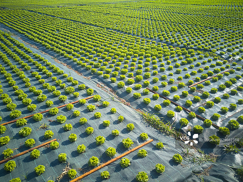 室外巴达维亚莴苣种植园图片素材