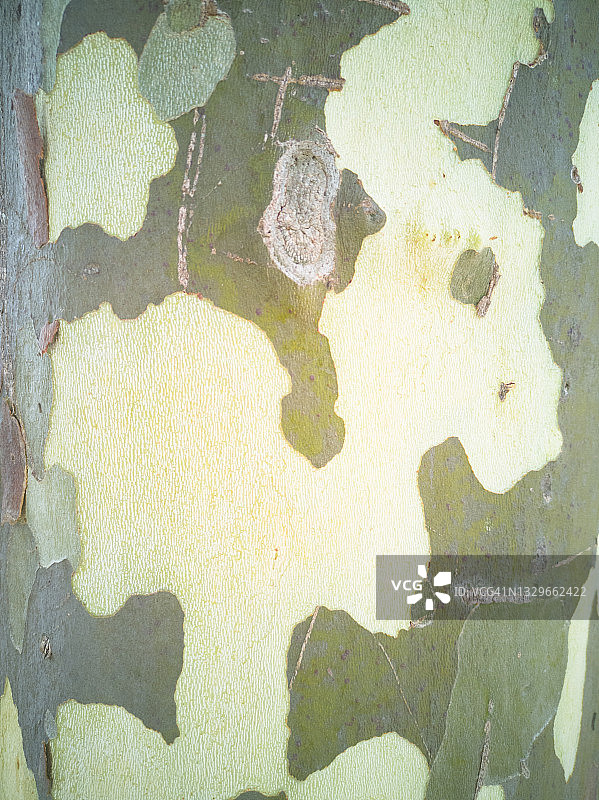 悬铃木树纹理背景图片素材