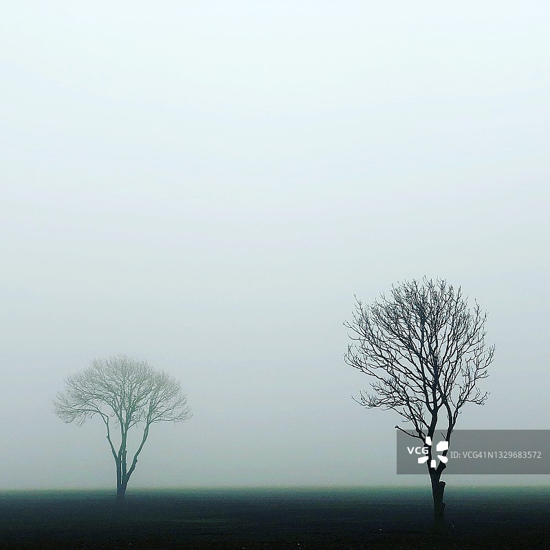 两棵树图片素材