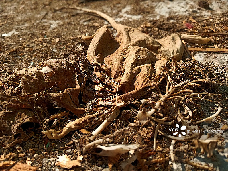 骨骼上的老鼠尸体图片素材