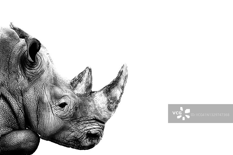 白色背景下的犀牛肖像图片素材