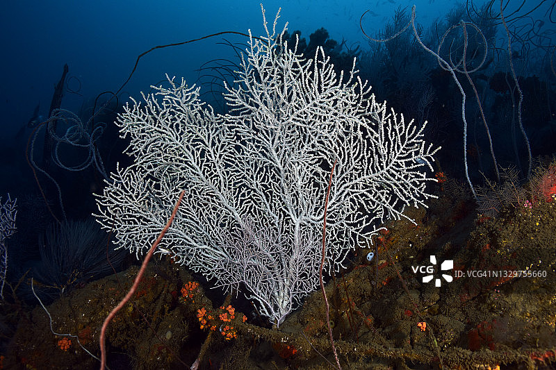 深海海扇图片素材
