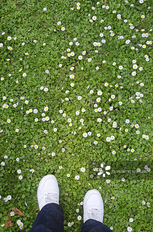 站在开满雏菊花的草地上的女人的下半身图片素材