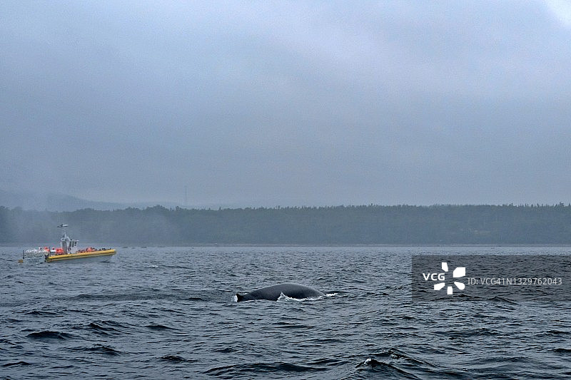 圣劳伦斯河中的鲸鱼，塔杜萨克图片素材
