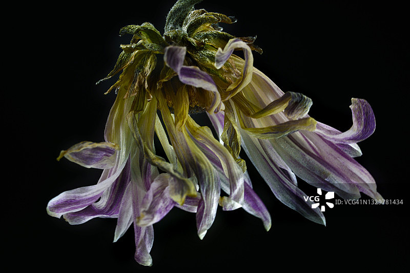 凋谢的花朵图片素材