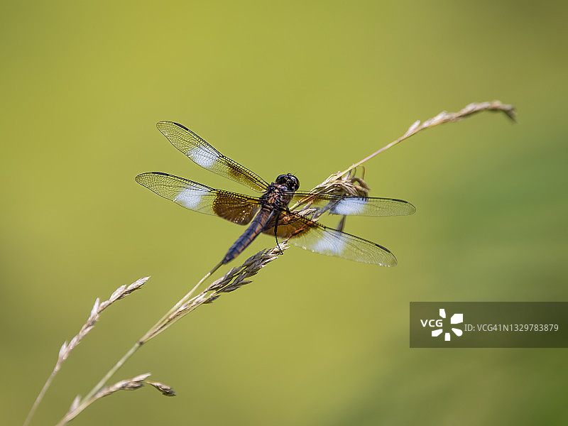 灰蜻蜓图片素材