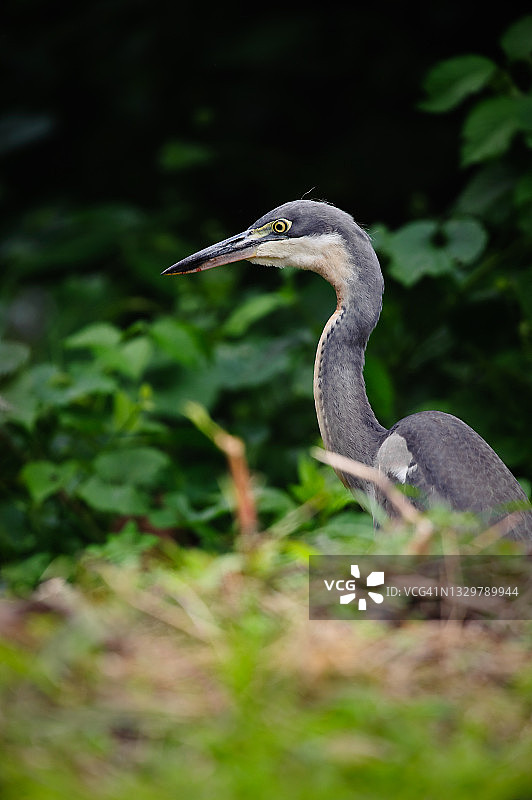 苍鹭，卢旺达纽格威国家公园图片素材
