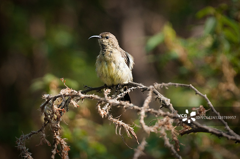 太阳鸟，卢旺达纽格威国家公园图片素材