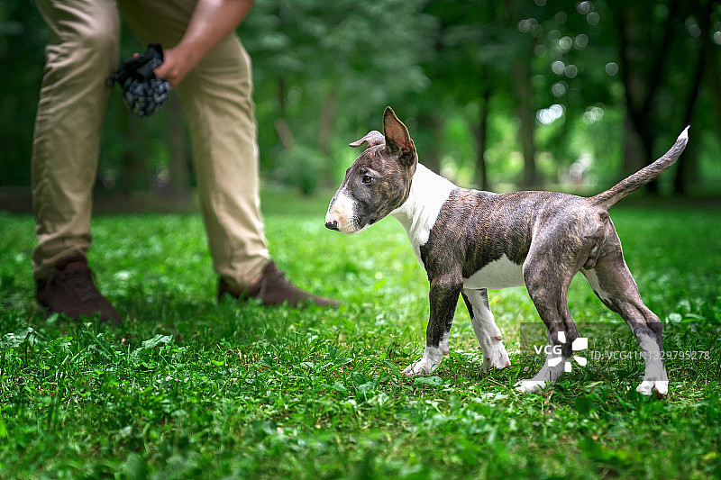牛头梗幼犬散步图片素材