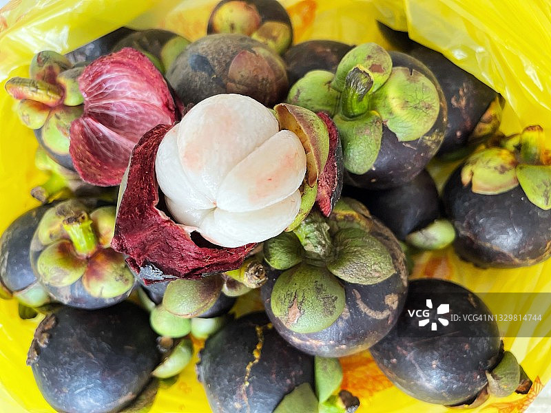 日本山竹图片素材