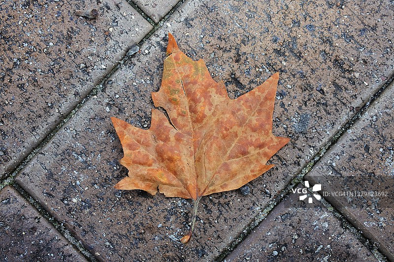落在砖地板上的干燥枫树叶图片素材