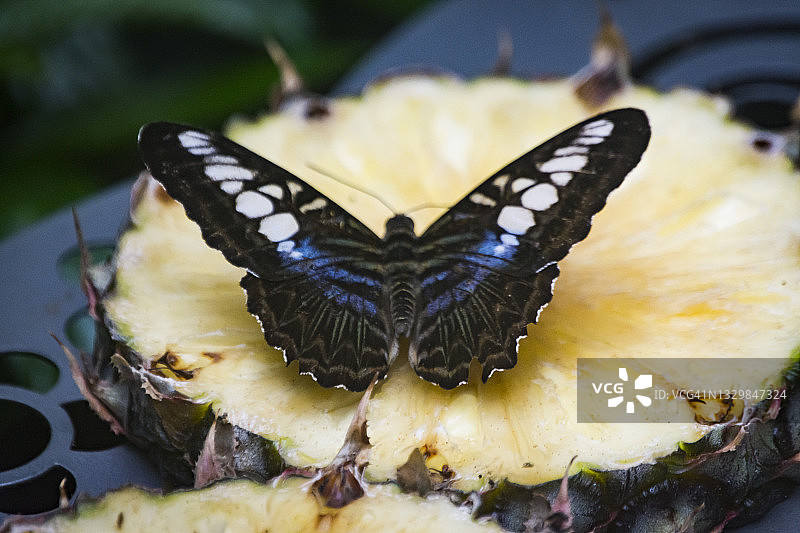 蓝色快船蝶在菠萝片上觅食图片素材