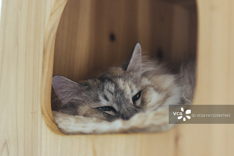 在木质隔间里睡觉的蓬松灰猫图片素材