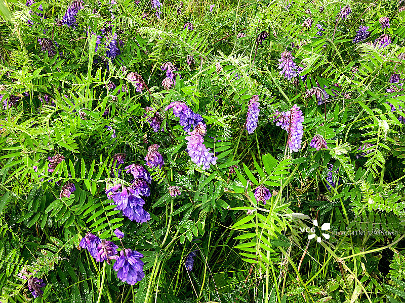野豌豆花盛开图片素材