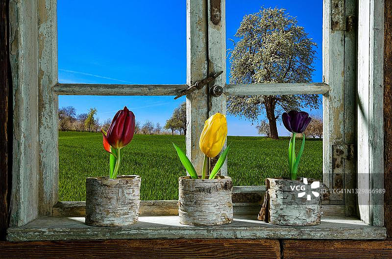 窗台上的郁金香，透过窗户欣赏风景，德国图片素材