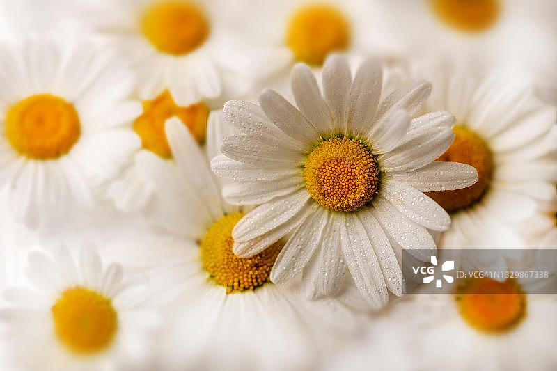 德国湿润大滨菊特写图片素材