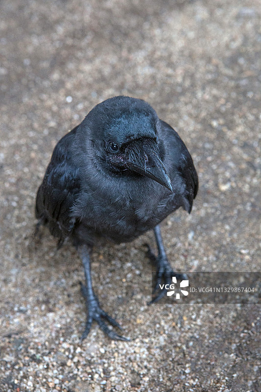 乌鸦特写图片素材