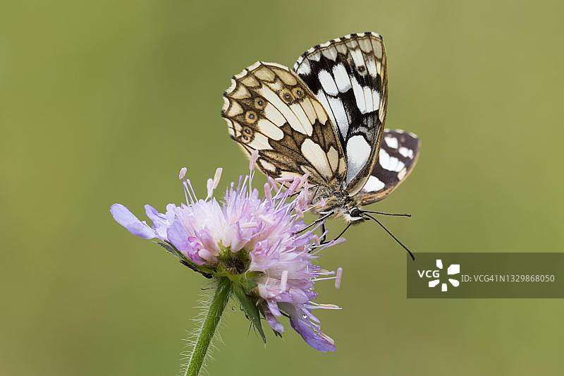 德国黑森，田野松虫草上的白绢蝶图片素材