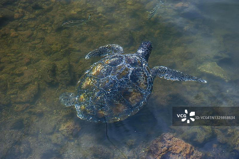 南太平洋萨摩亚萨瓦伊岛的海龟图片素材