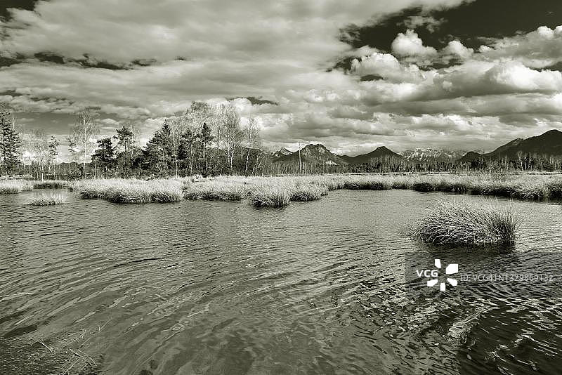 德国巴伐利亚沼泽地池塘水面涟漪图片素材
