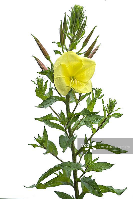 月见草花图片素材