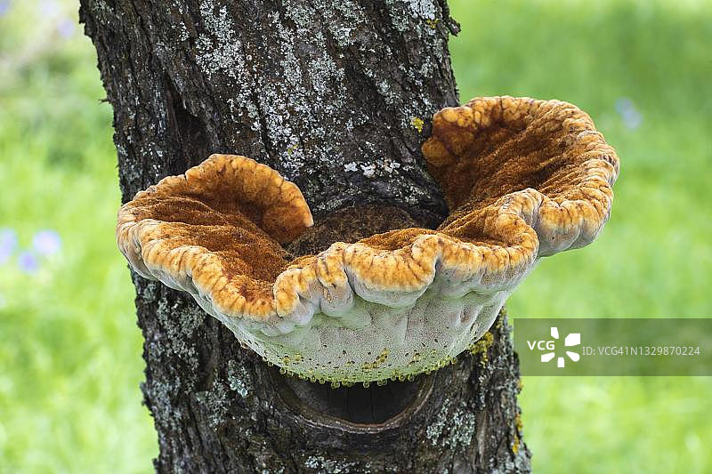 苹果树上的粗毛木蹄菌，德国巴登-符腾堡州图片素材