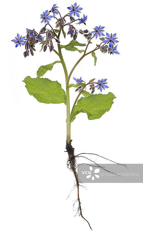 德国琉璃苣（Borago officinalis）图片素材