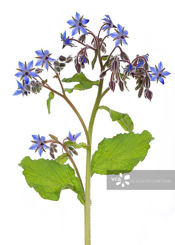 德国琉璃苣（Borago officinalis）图片素材