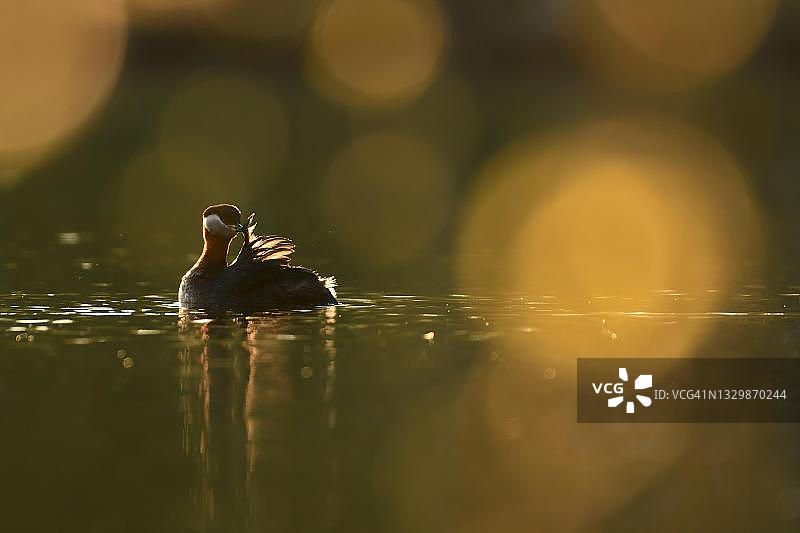 红颈䴙䴘在柏林的第一缕阳光下梳理羽毛，前景是桦树叶图片素材