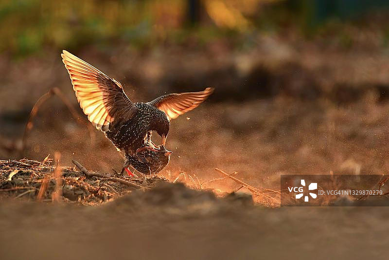 यूरोपीय स्टर्लिंग (Sturnus vulgaris) 交配，傍晚时分，德国柏林图片素材
