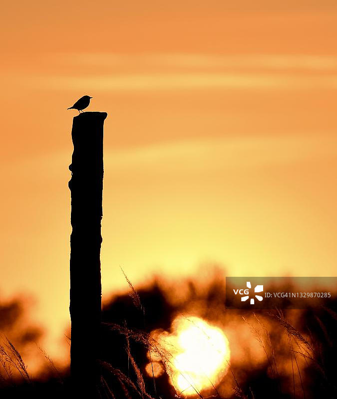 欧洲的石头聊天(Saxicola rubicola)，石头聊天坐在杆上，夕阳在背景，布兰肯费尔德，德国图片素材