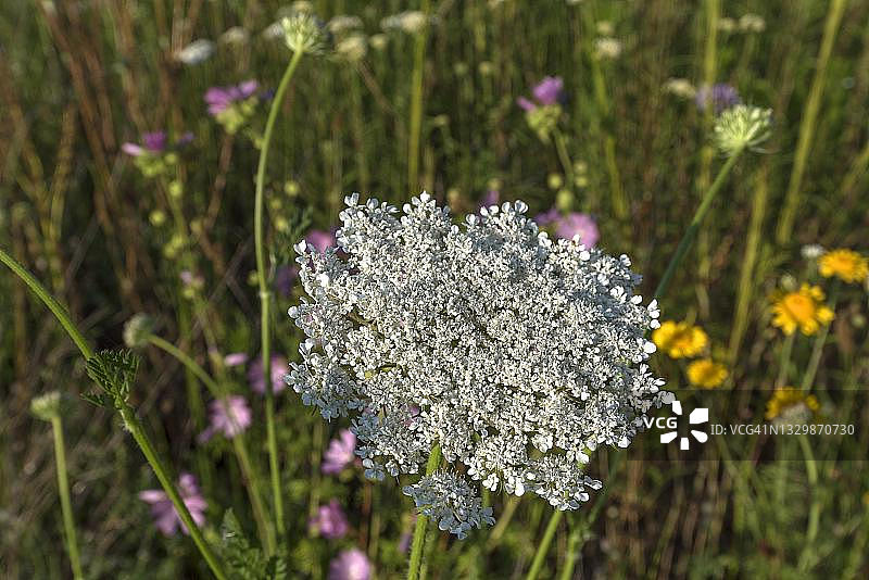 德国巴伐利亚开花草甸中的野胡萝卜花图片素材