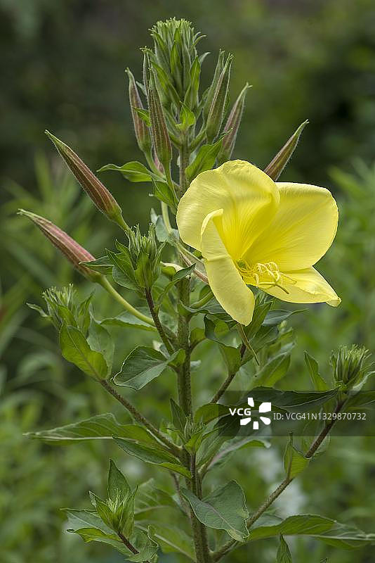 月见草花朵（Oenothera biennis），德国巴伐利亚图片素材