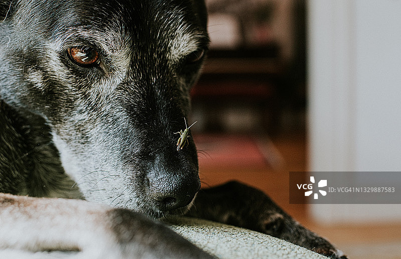 一只厚颜无耻的小蚱蜢趴在一只温顺的黑色老狗的鼻子上图片素材