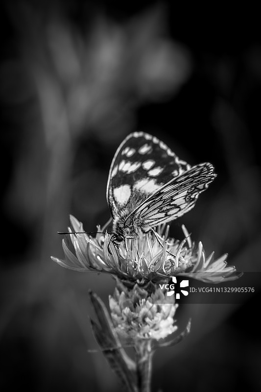 蝴蝶和花朵图片素材