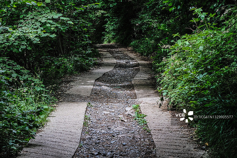 通往空旷树林的路图片素材
