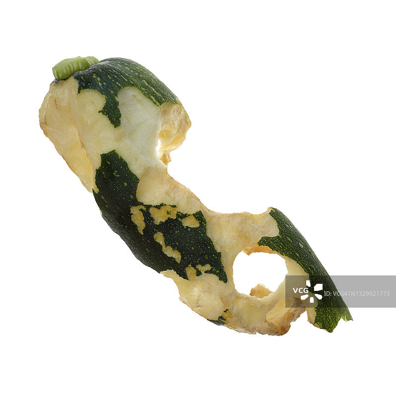 蛞蝓和蜗牛吃西葫芦图片素材