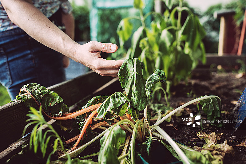 手拿自家花园里枯萎的蔬菜图片素材