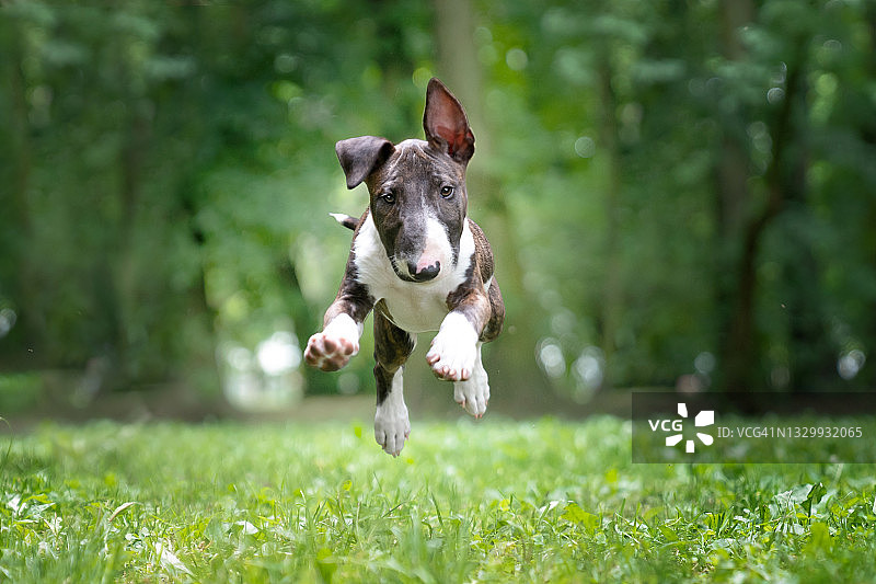 奔跑中的牛头梗图片素材