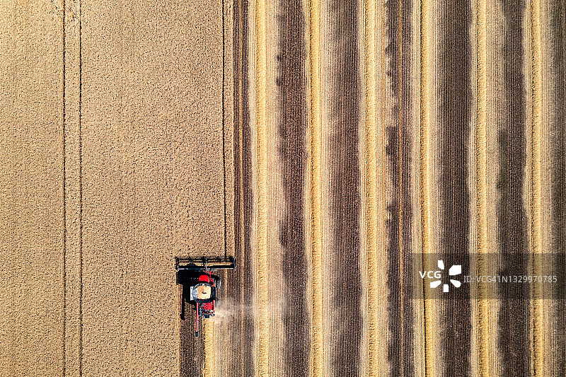 联合收割机在金色麦田收割，加拿大卡列登图片素材