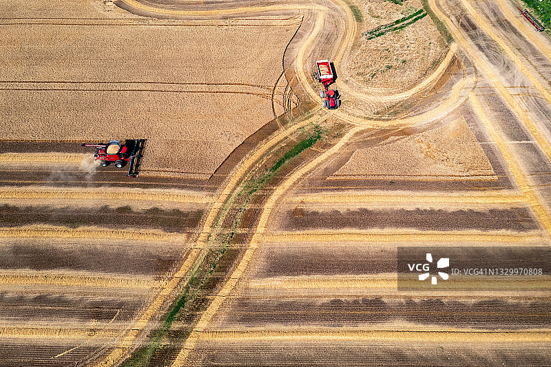 联合收割机在金色麦田收割，加拿大卡列登图片素材