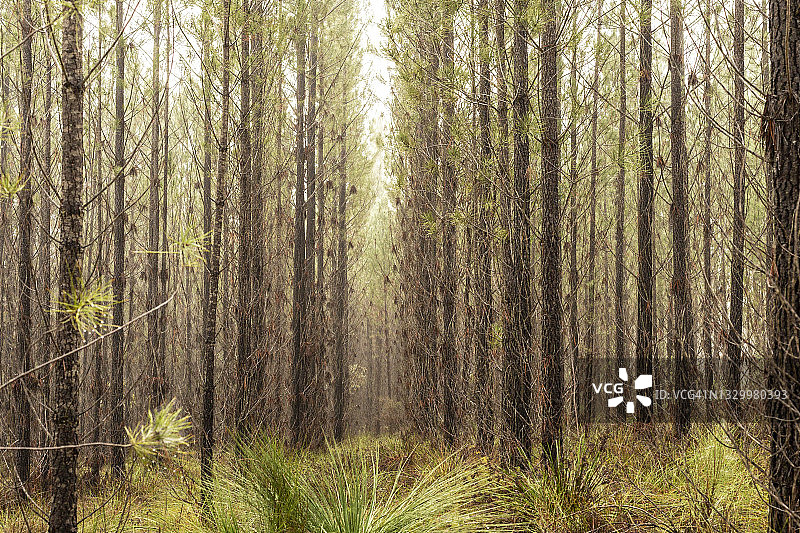 松树种植园图片素材