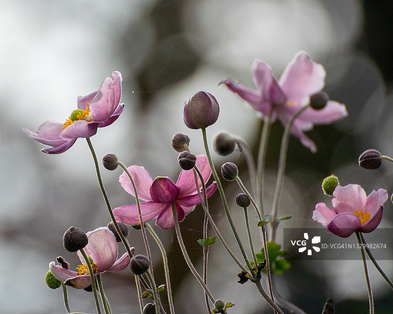 秋牡丹图片素材