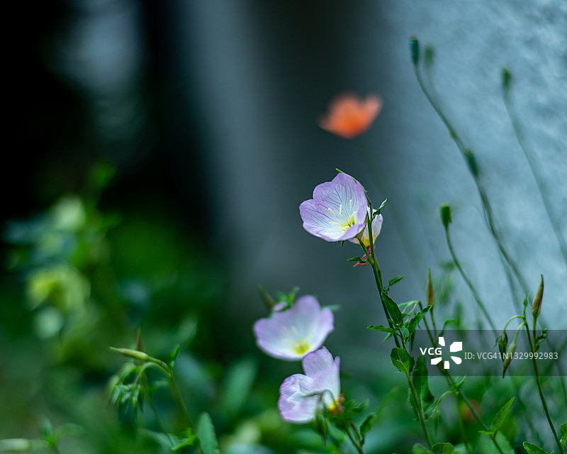 美丽月见草图片素材