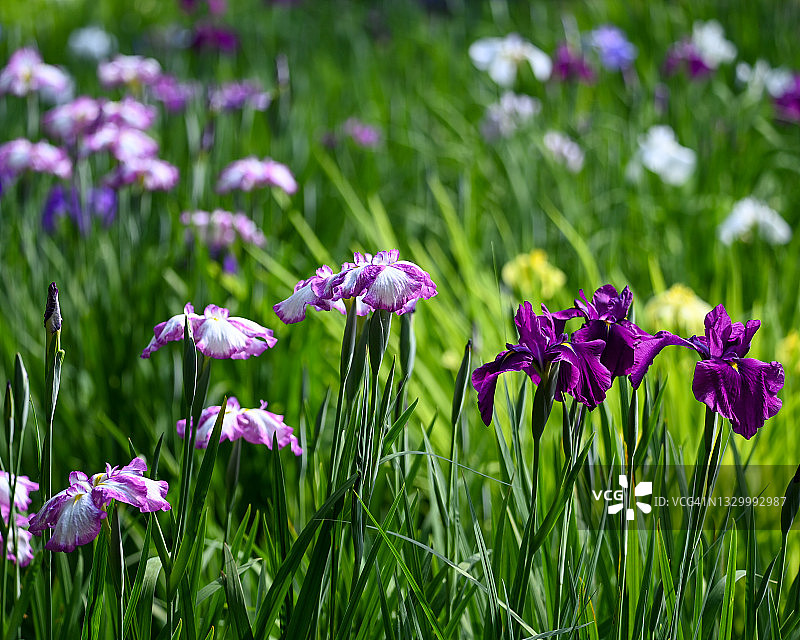 花菖蒲图片素材