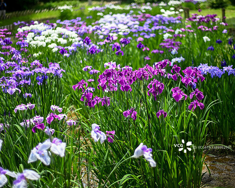 花菖蒲图片素材