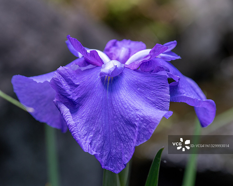 花菖蒲图片素材